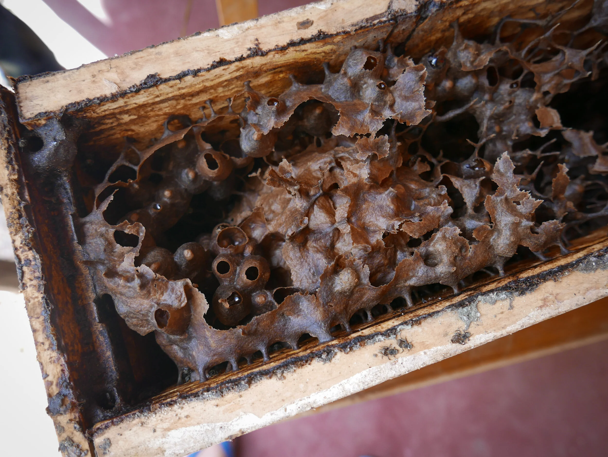 Stingless bee farm in Mindanao