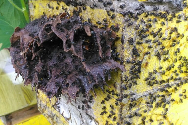 Hive inspection and honey harvest