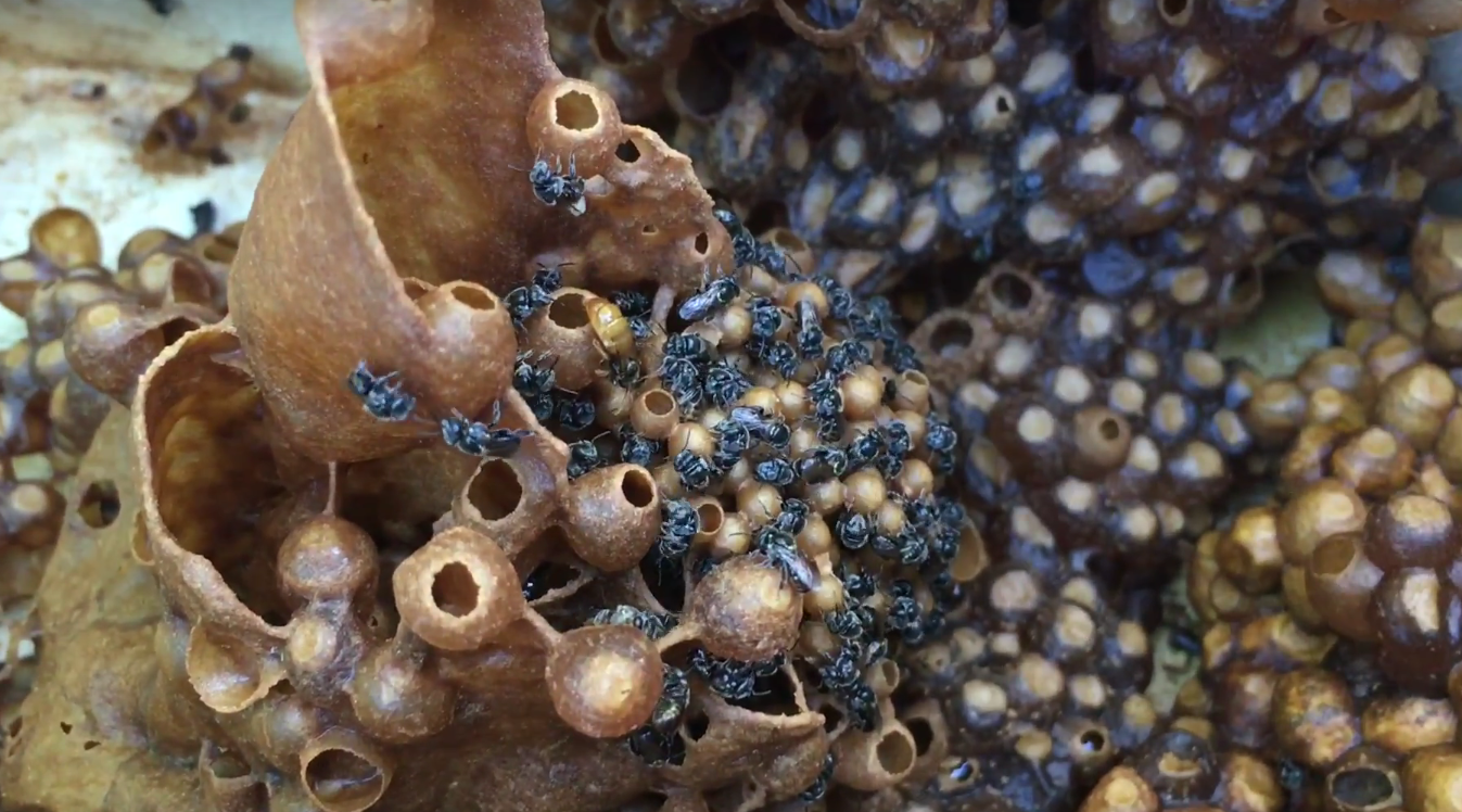 Honey harvest from stingless bees
