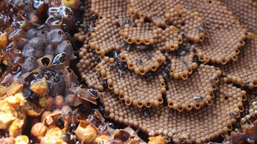 Native stingless bee colony
